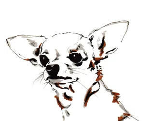 Big Ears de Chihuahua
